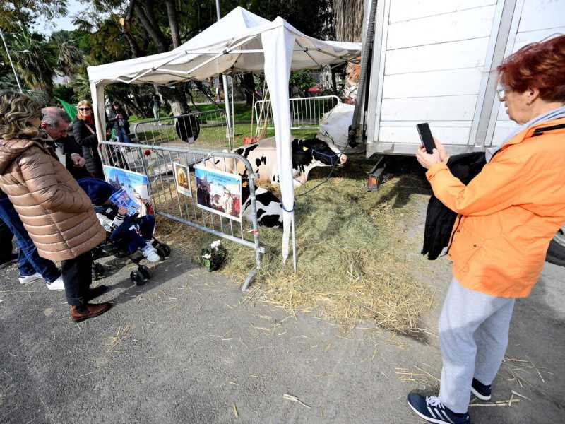 La mucca Ercolina 2 a Sanremo durante la protesta dei trattori (Ansa)