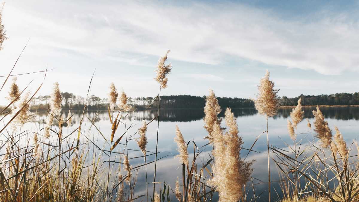 Immagine di Il fiume che mi fa digerire