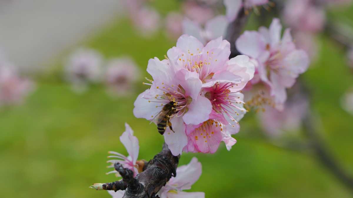 Immagine di Xylella fastidiosa sottospecie fastidiosa: una nuova variante in Puglia