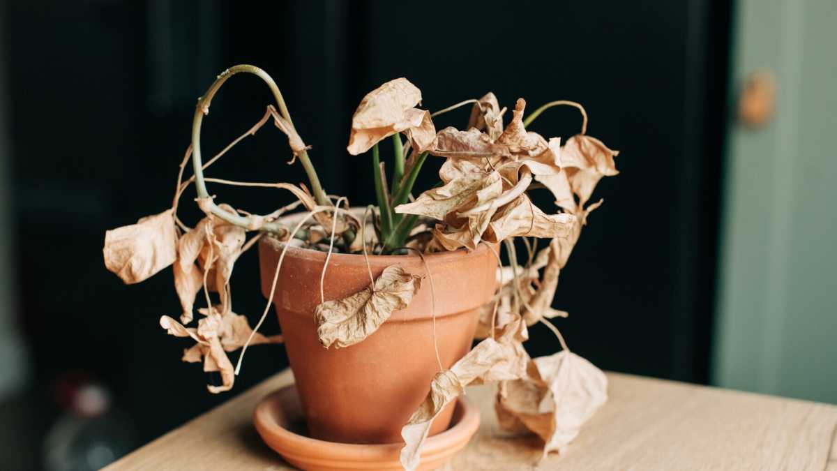 Immagine di Morte e invidia, malattie del nostro tempo rilette con critica saggezza