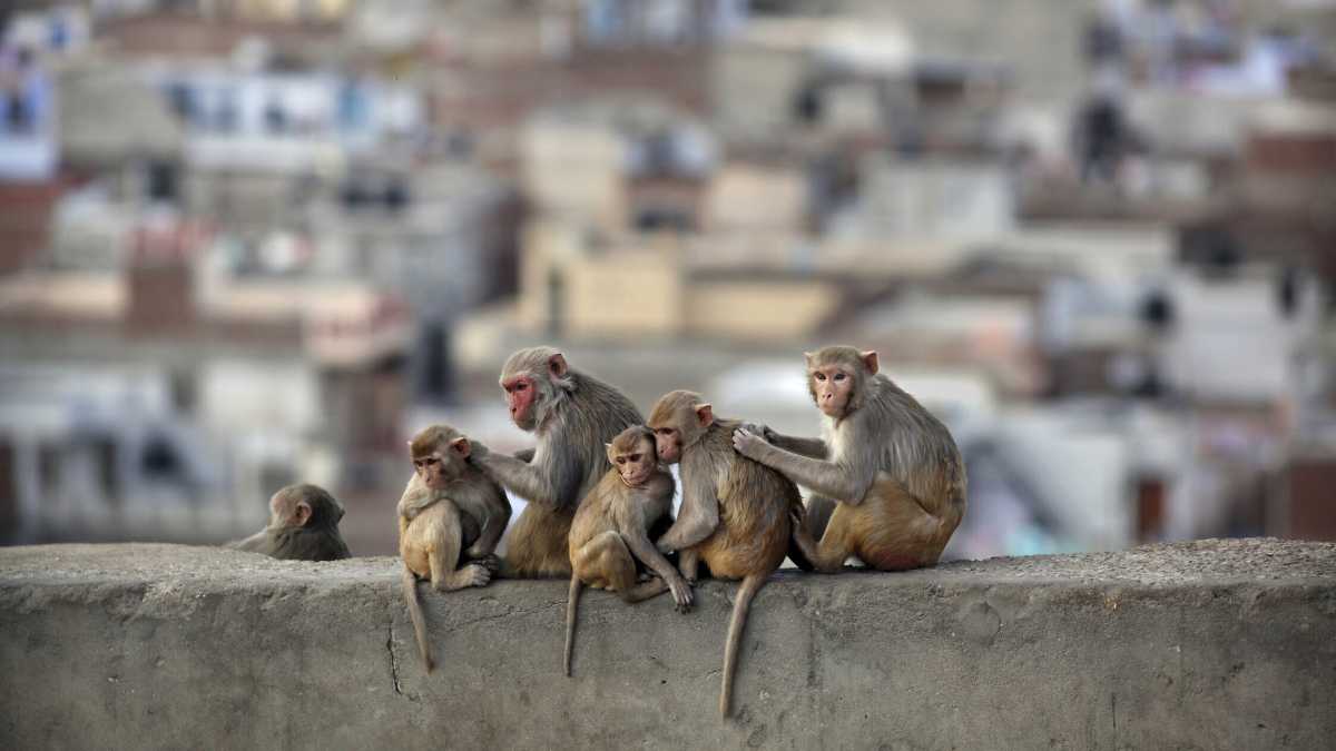 Immagine di È stato scoperto come noi umani abbiamo perso la coda