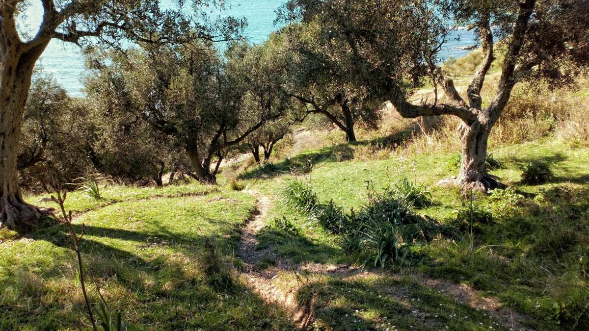 Immagine di La disavventura di un agricoltore con la Xylella