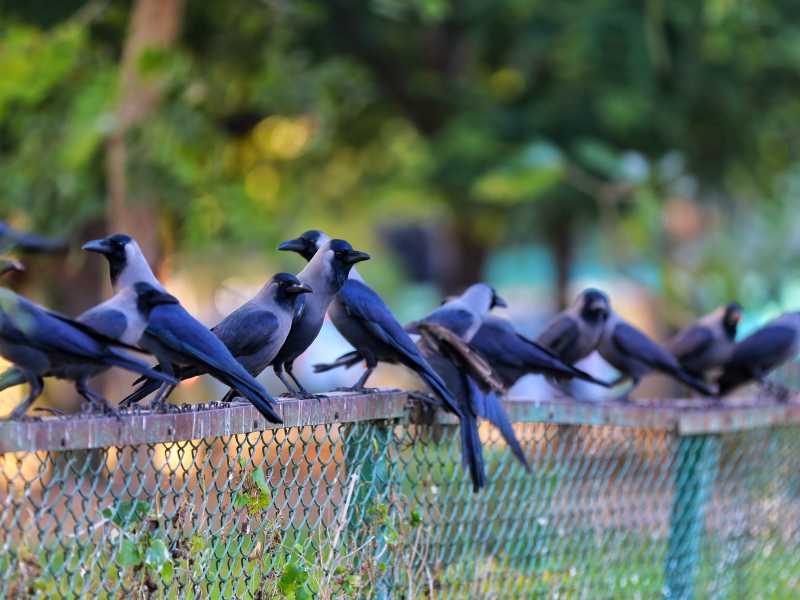 Cornacchie (Vishal Bhatnagar/NurPhoto via Getty Images)<br />