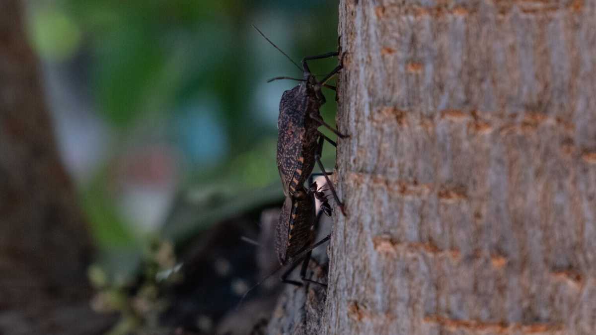 Immagine di Che c’è di vero nella nota “invasione” di cimici nei letti. E come difendersi