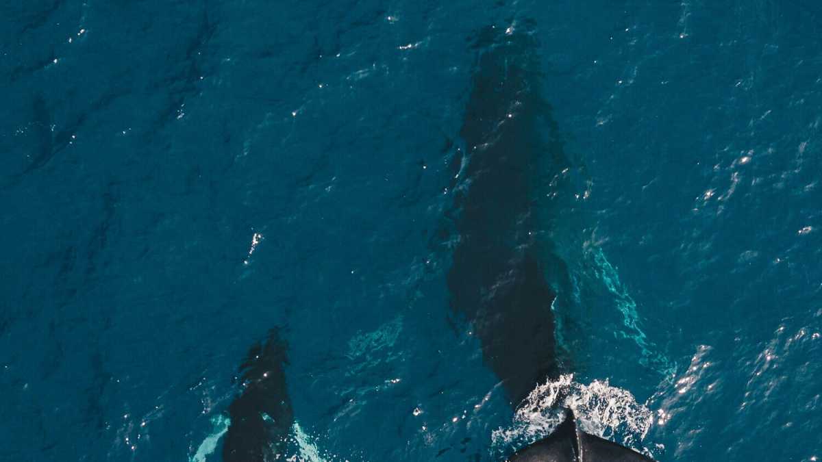 Immagine di "Il canto del mare". Madre e figlio insieme a seguire il tragitto delle balene e di sé stessi