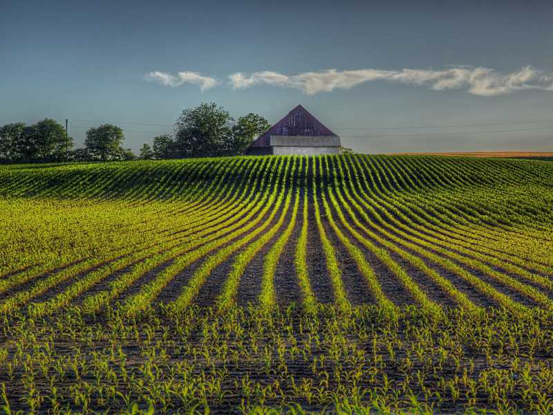 &nbsp;Un campo nel Missouri - foto via Getty Images