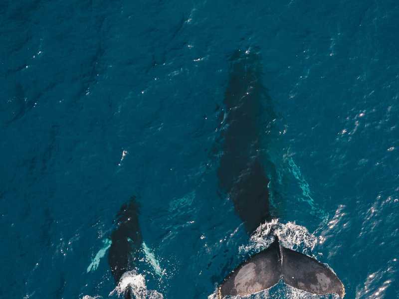 "Il canto del mare". Madre e figlio insieme a seguire il tragitto delle balene e di sé stessi