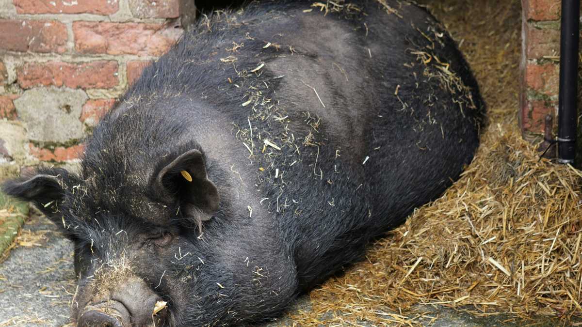 Immagine di Il significato del "porcile a vista"