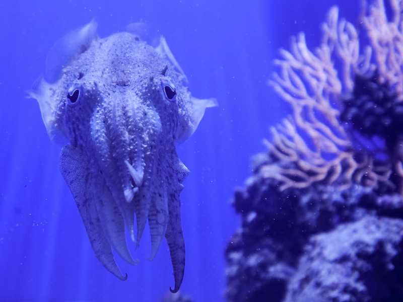 Una seppia nell'Acquario della stazione zoologica "Anton Dohrn" di Napoli (Foto di Mario Laporta via Getty Images)&nbsp;<br />