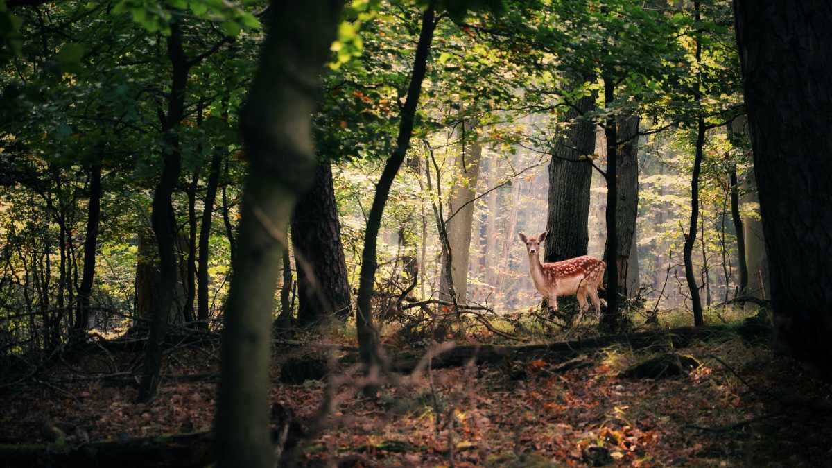 Immagine di Mangiare animali pericolosi per la sicurezza stradale è cosa giusta (e buona)