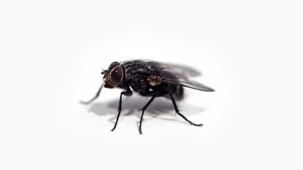 Immagine di La terribile mosca dell'urina