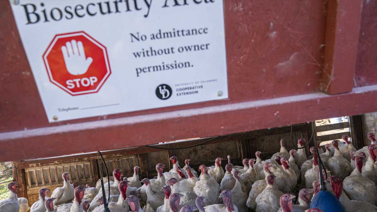 Immagine di Cosa sappiamo dell'influenza "aviaria" che sta colpendo il Nord America