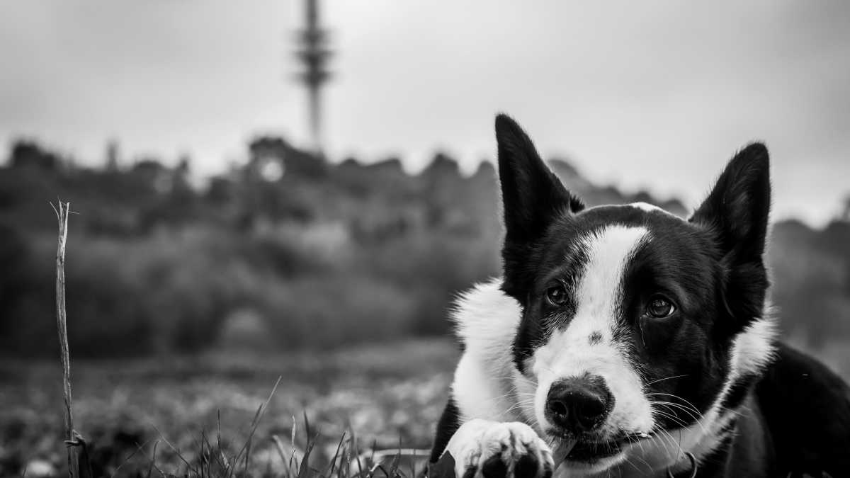 Immagine di Storie di cani che a ben vedere sono storie di umani. Chi siamo noi per loro