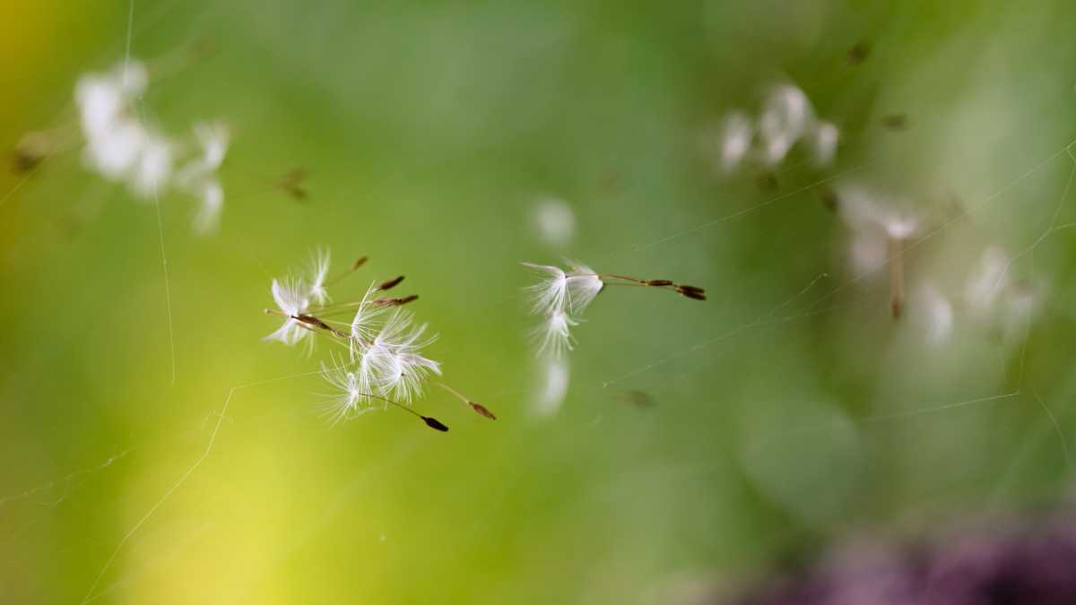 Immagine di Allergie da polline? Tutta colpa degli alberi maschi che disseminano le nostre vie