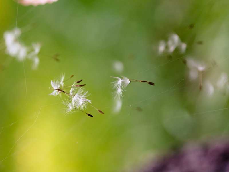 Allergie da polline? Tutta colpa degli alberi maschi che disseminano le nostre vie