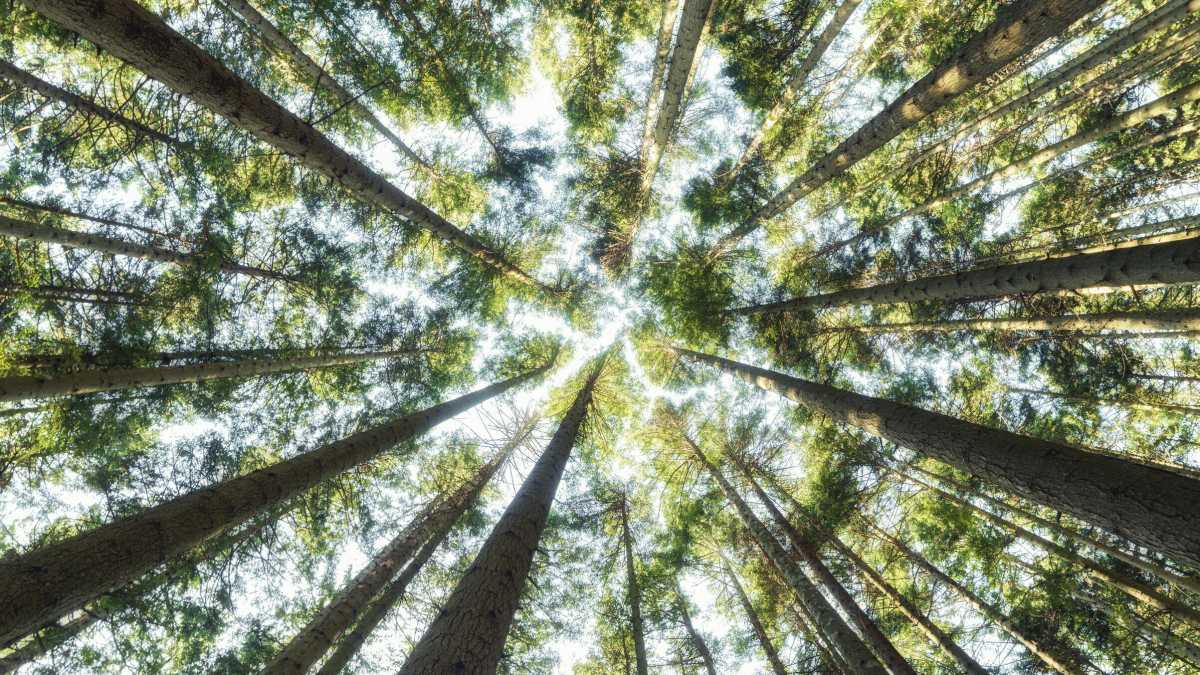 Immagine di La nuova scienza dell'epigenetica non è la rivincita del finalismo in biologia