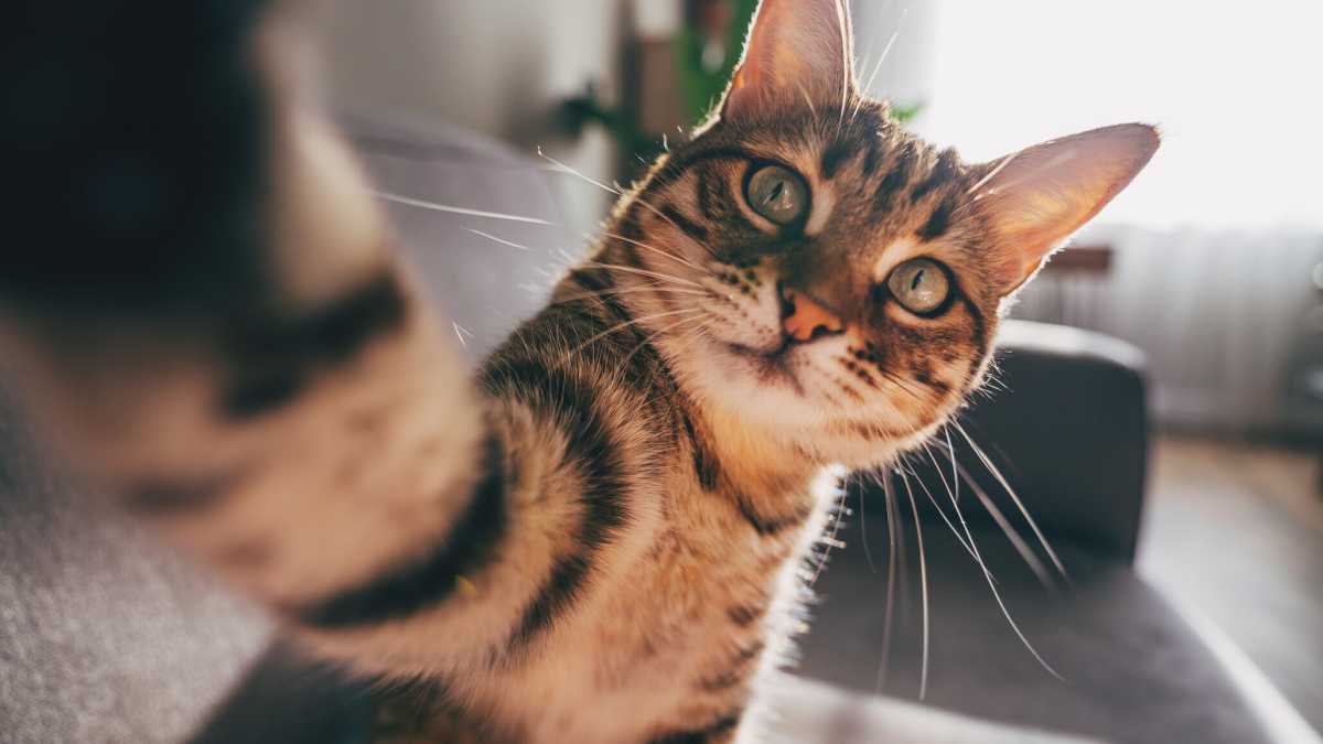 Immagine di Il gatto offeso, il figlio peloso e i miei tentativi di corruzione