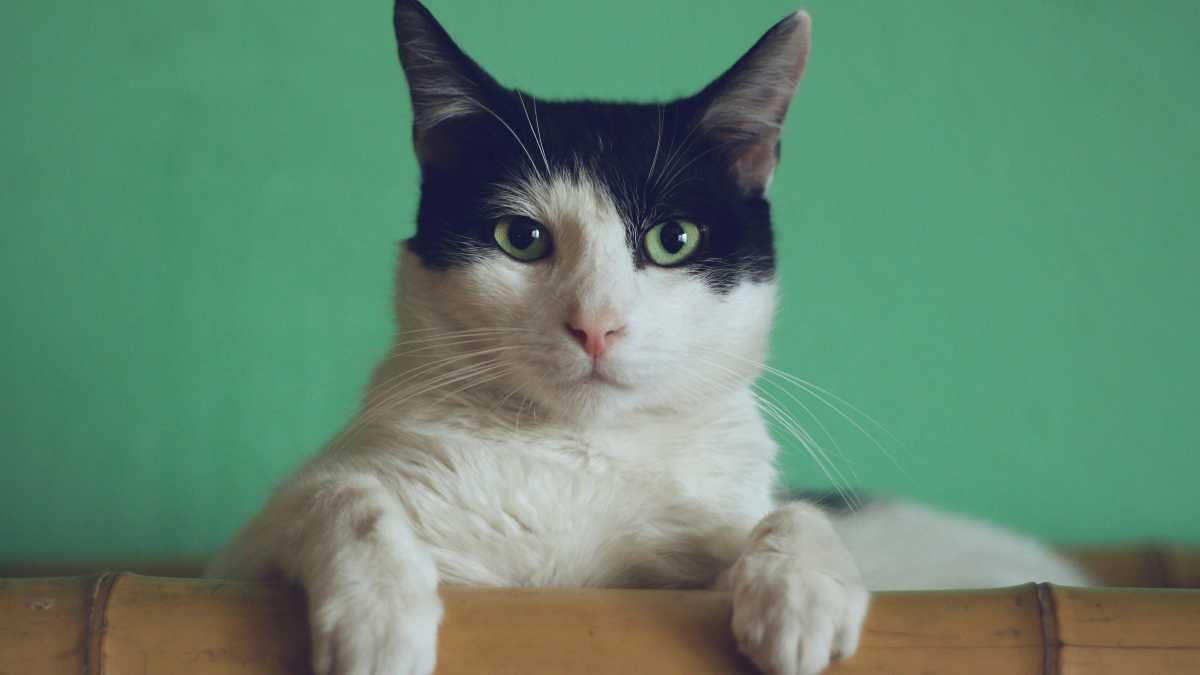 Immagine di Gli italiani hanno soldi per i gatti, ma non per i figli