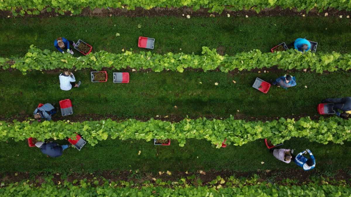 Immagine di Biodinamica e scienza: un problema di comunicazione?