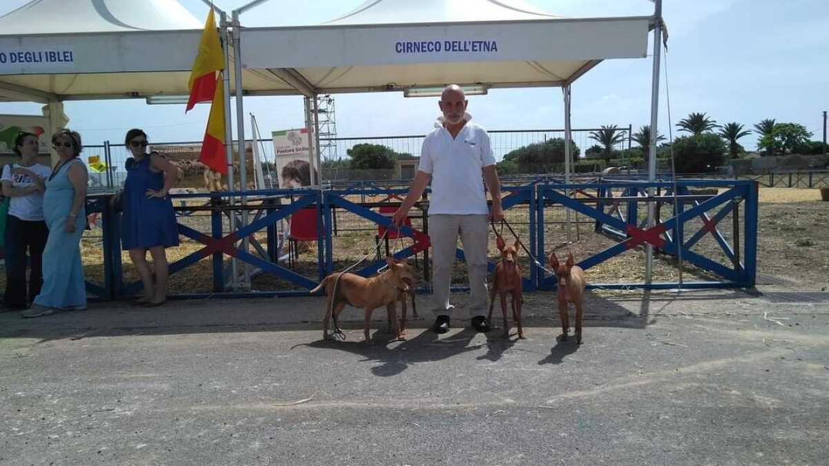 Immagine di Giuseppe Veraldi: una vita per il cirneco, millenario cacciatore di Sicilia