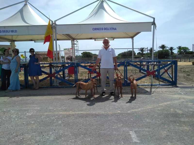 Giuseppe Veraldi: una vita per il cirneco, millenario cacciatore di Sicilia