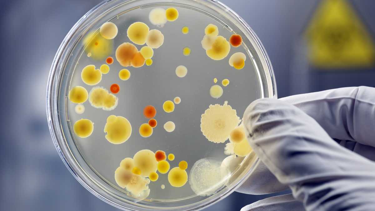 Immagine di La nostra "savana interiore": come combattere i nostri parassiti usando i loro competitori