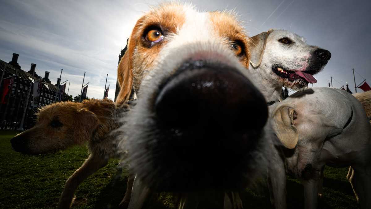 Immagine di Tristezza, per favore vai via. Gesta di un cane intelligente