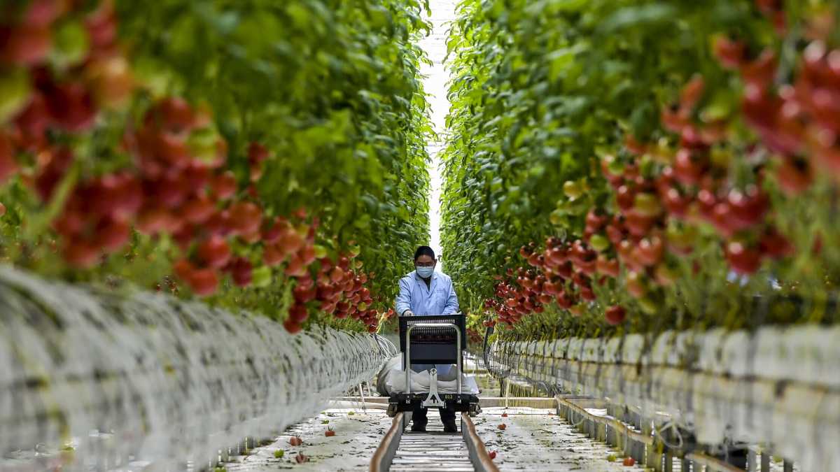 Immagine di Dannati pomodori. Dallo Xinjiang all'Italia