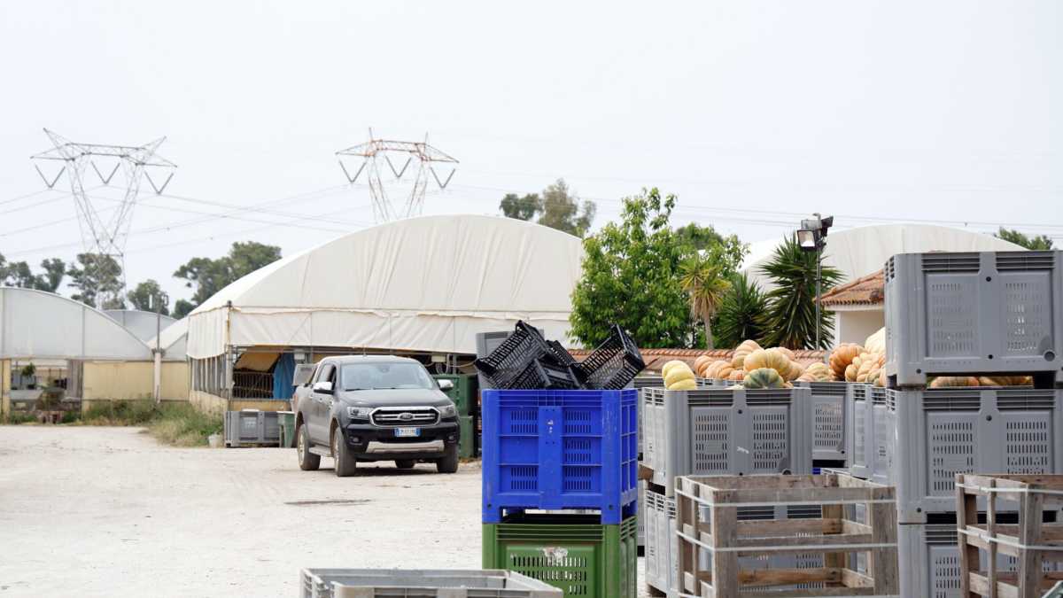 Immagine di Il dramma di Satnam Singh ci ricorda che, in agricoltura, si parla troppo poco di produzione