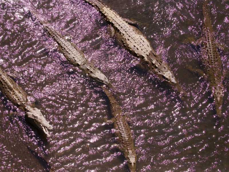 Cinque coccodrilli sullo specchio d'acqua (foto di James Wainscoat / @tumbao1949 via Unsplash)&nbsp;<br />