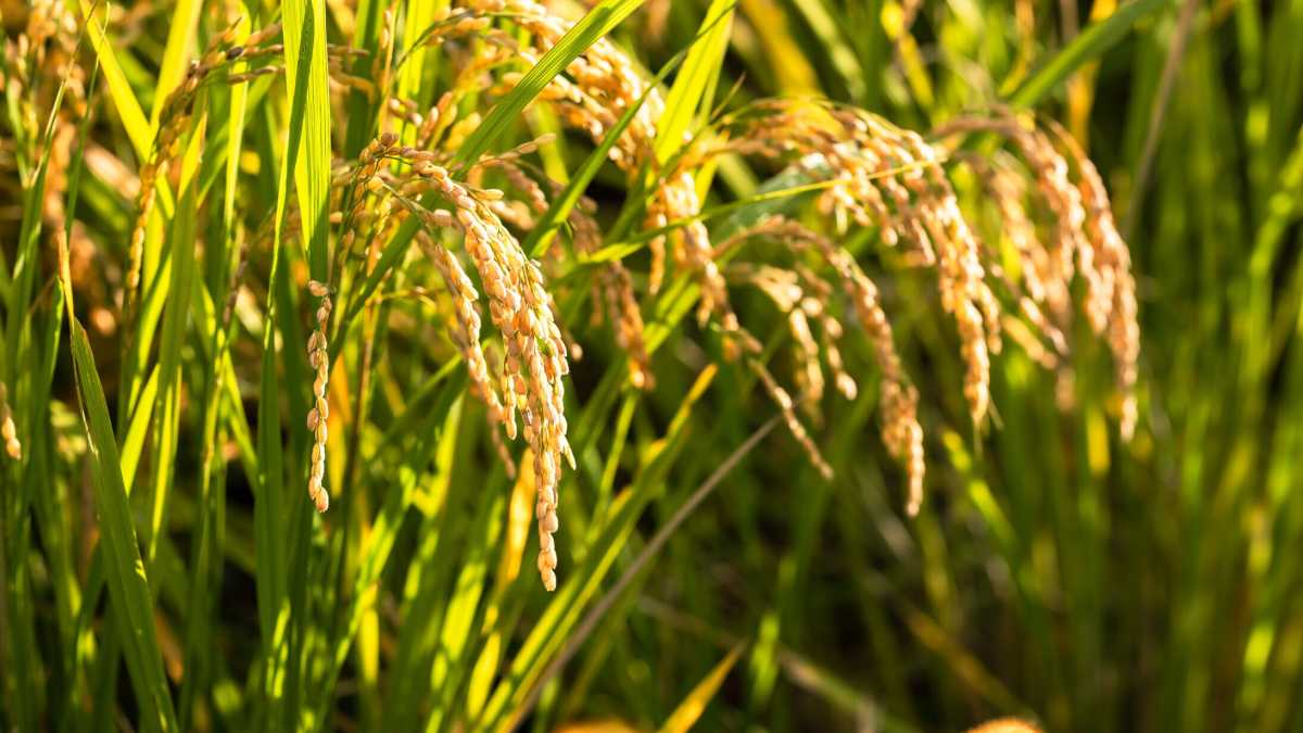 Immagine di Dimenticare Heidi e la natura bucolica per affrontare la realtà