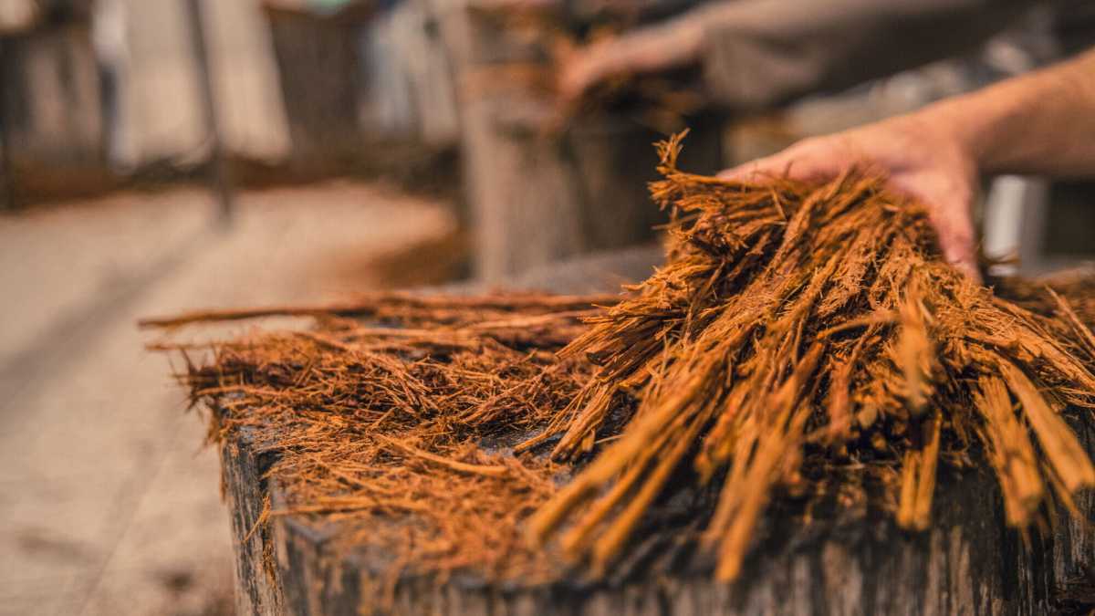 Immagine di Che cos'è l'ayahuasca e perché se ne parla dopo la morte di Alex Marangon