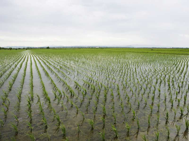  Un campo di riso - foto via Getty Images