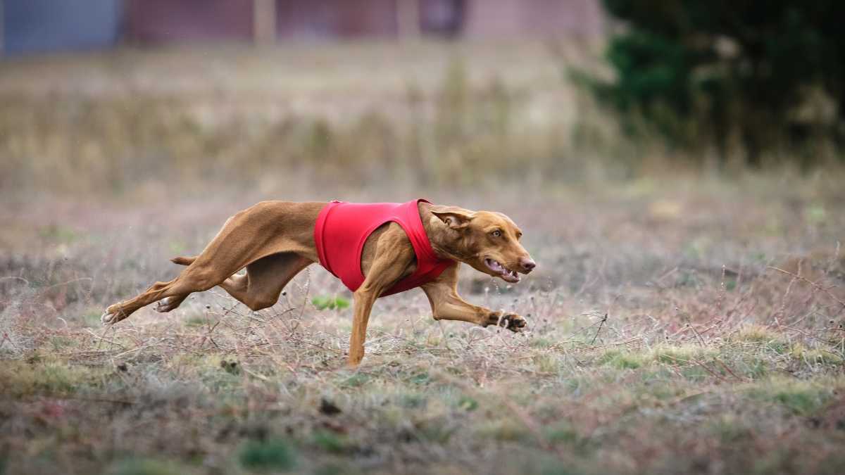 Immagine di Bendicò, il cirneco e altri cani: un’apoteosi letteraria