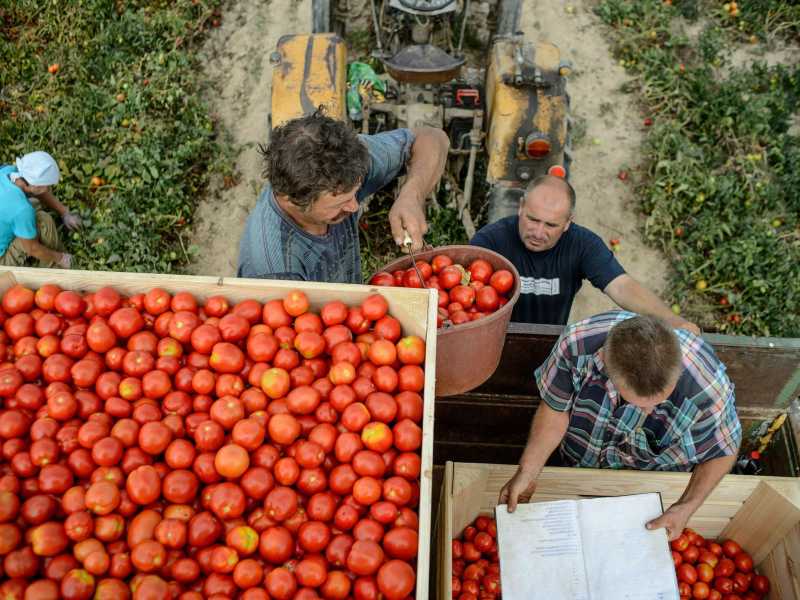 La vendita del pomodoro di Manduria incentivata da una campagna stampa contro il logorio della vita moderna? Sono solo ondate emotive (foto Ansa)&nbsp;<br />