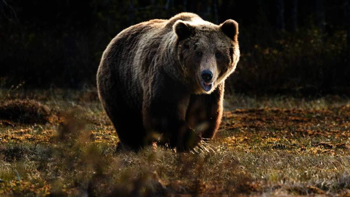 Immagine di Fugatti contro l'orsa è il presidente più antropocentrico che ci sia