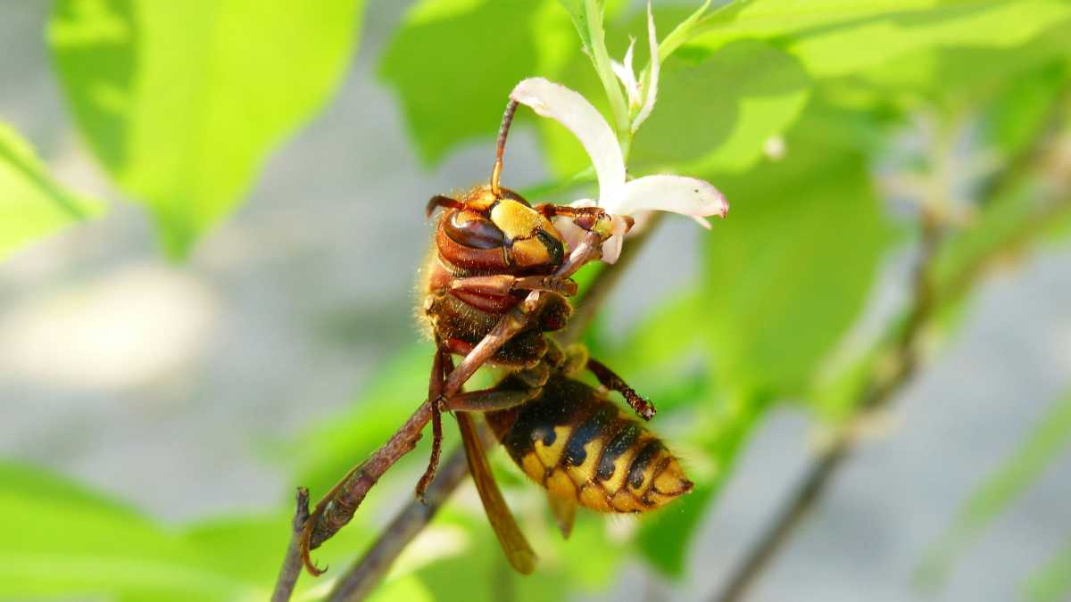 Immagine di Invasioni immaginarie (i migranti) e realissime (i calabroni a casa mia)