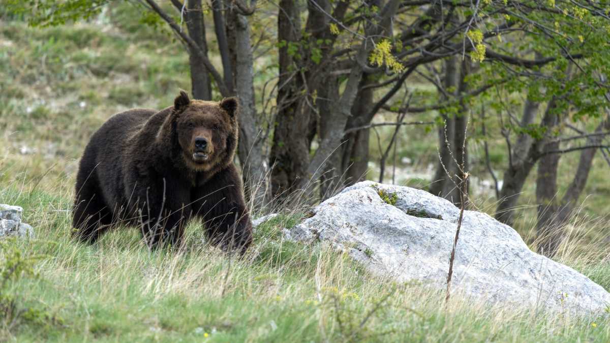 Immagine di L'orsa Kj1 è stata uccisa. La polemica tra Pichetto Fratin e Fugatti