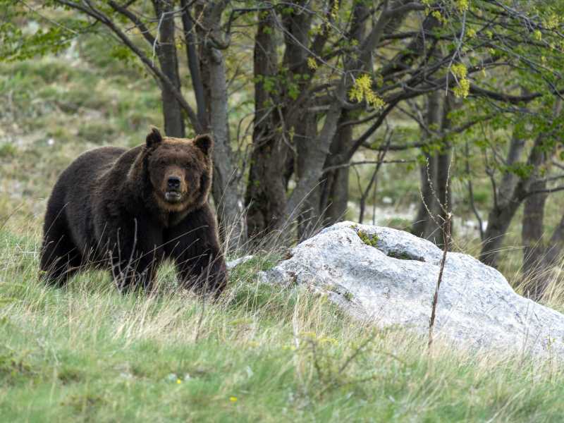 L'orsa Kj1 è stata uccisa. La polemica tra Pichetto Fratin e Fugatti