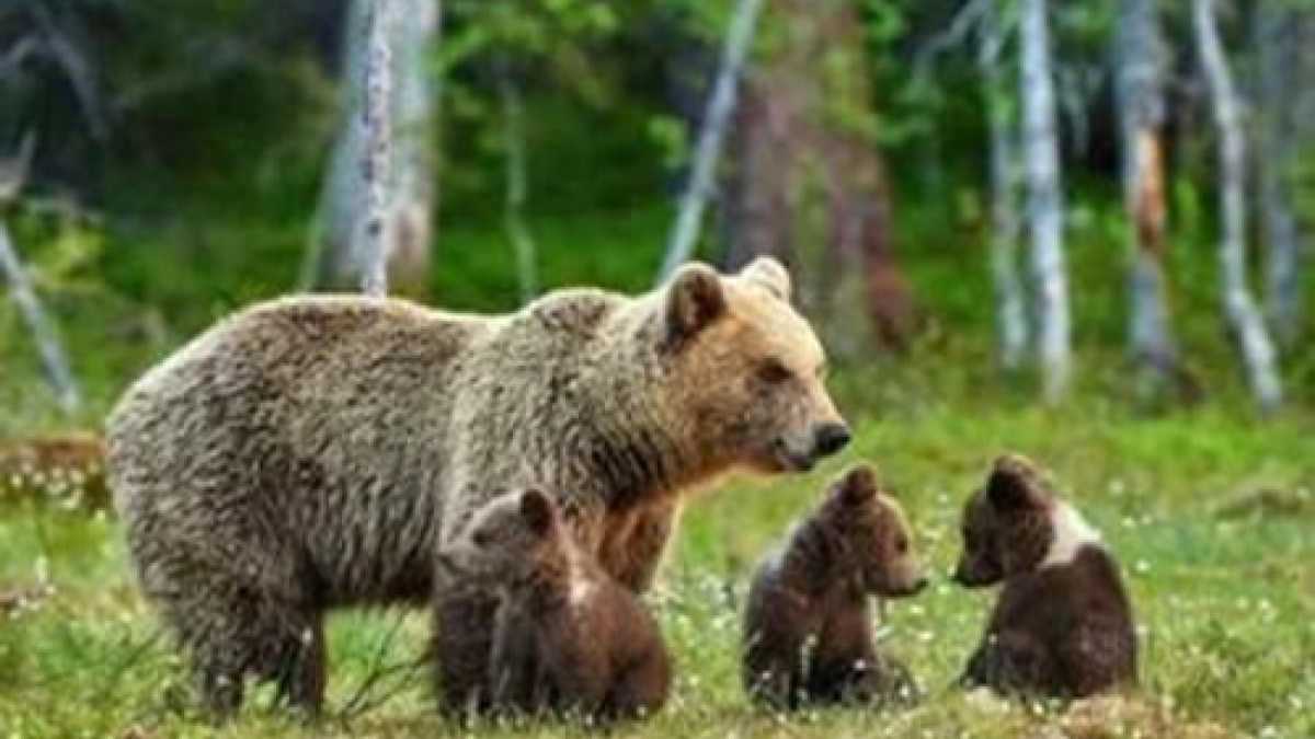 Immagine di L'orso feroce piace a tutti, destra e sinistra. È l'uomo che non ha più amici