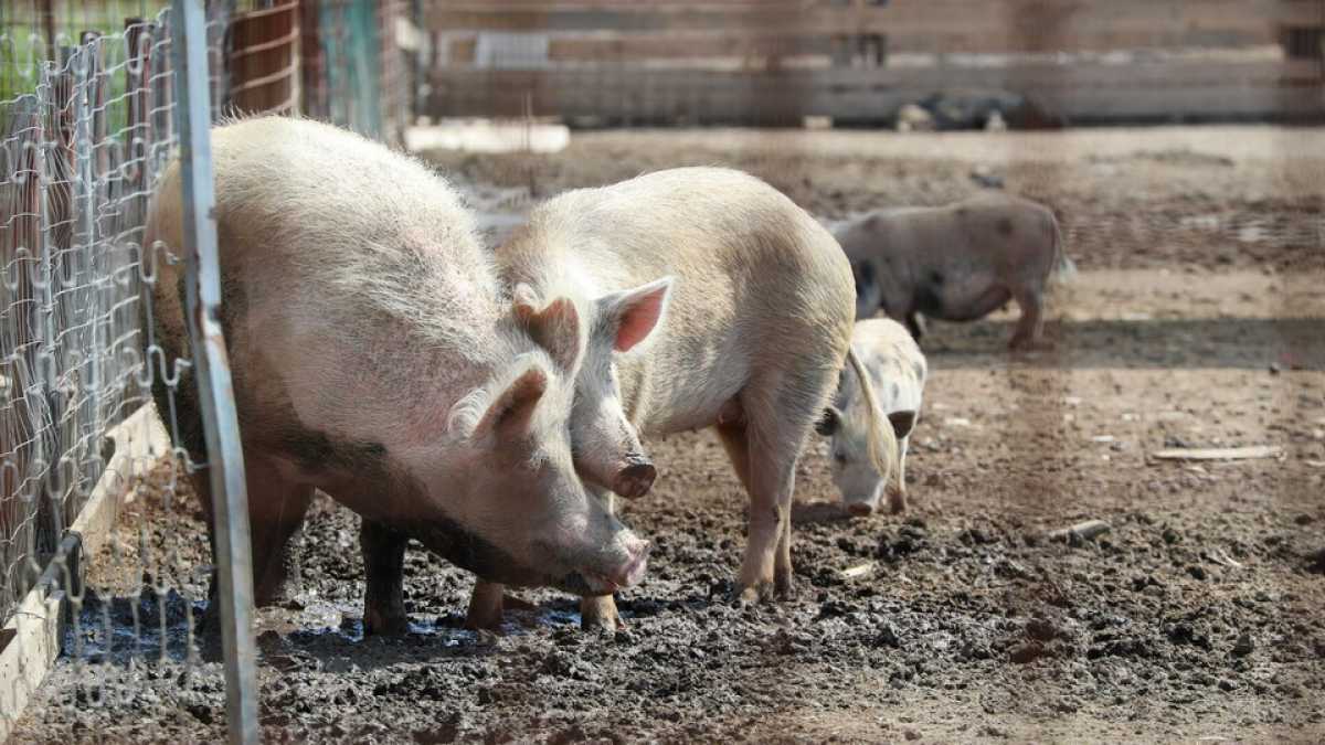 Immagine di Il governo agita lo spauracchio della carne coltivata ma ignora la Peste suina. Ci scrive Magi