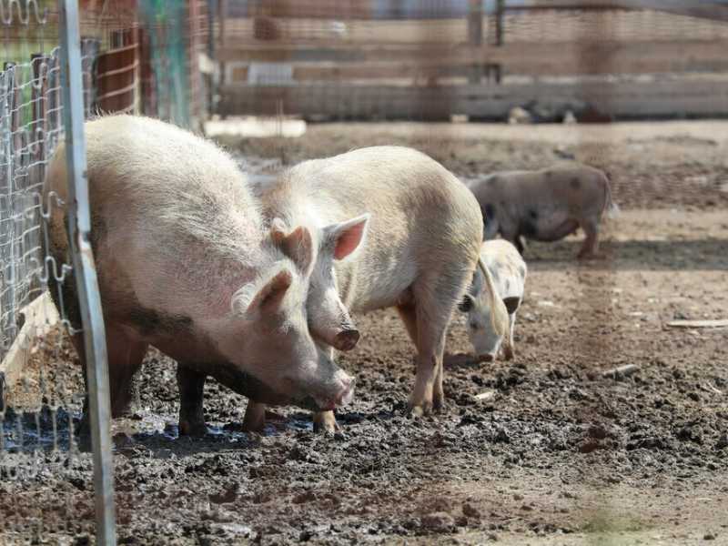 Il governo agita lo spauracchio della carne coltivata ma ignora la Peste suina. Ci scrive Magi