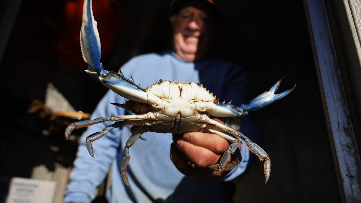 Immagine di Tra i pescatori del Delta del Po, che del commissario anti-granchi blu non sanno che farne