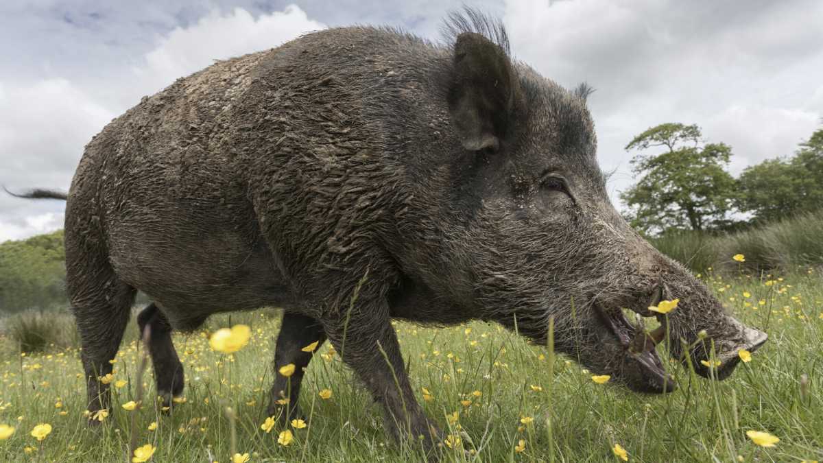 Immagine di Gesù ci ha voluti carnivori, e di orsi e di cinghiali non dovremmo fare spezzatino?