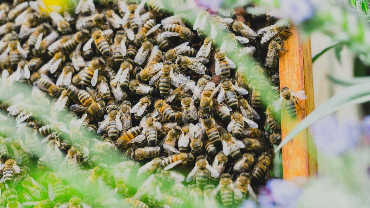 Immagine di Ecco tutte le bugie che l'ecologia bio-illogica mette in giro per spaventarci