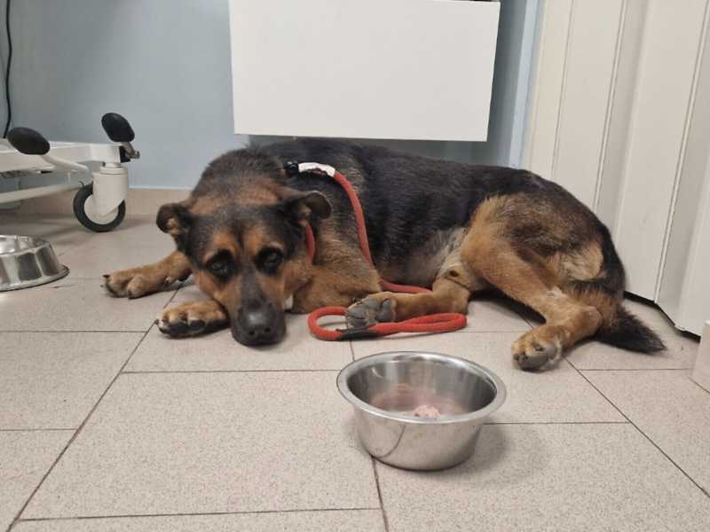 Il cane Max dalla pagina facebook Taranto BuonaSera