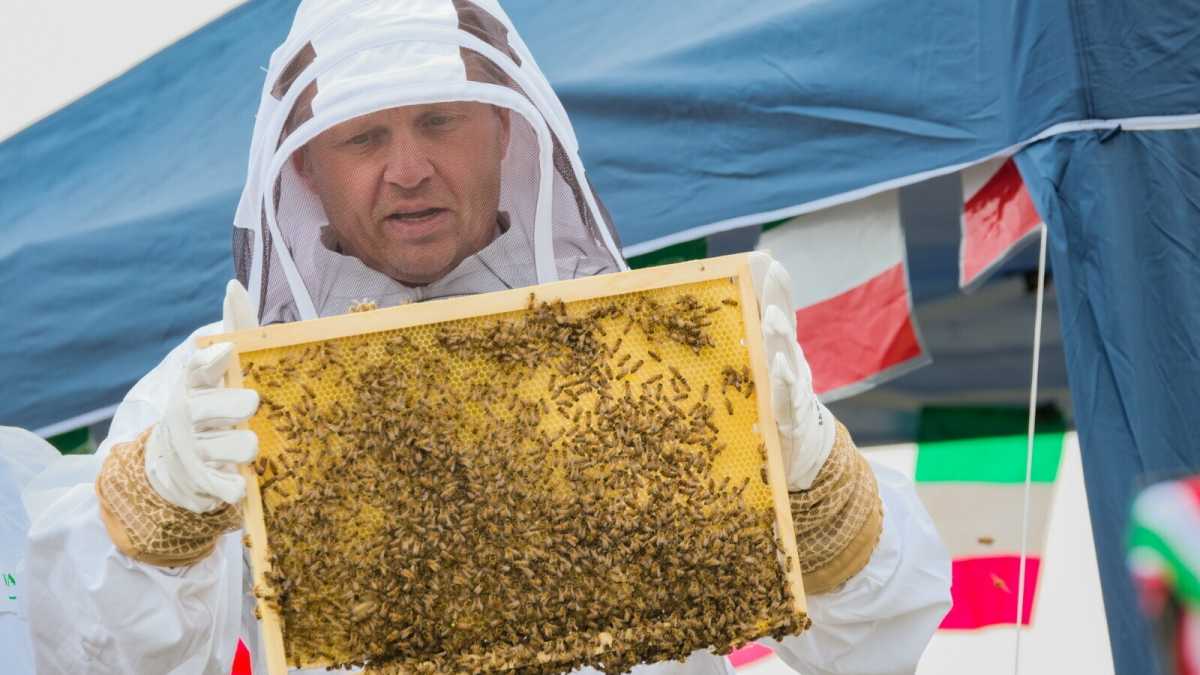 Immagine di L'alveare di Lollobrigida attaccato da vespe e calabroni. E intanto il ministro non riesce a trovare un portavoce