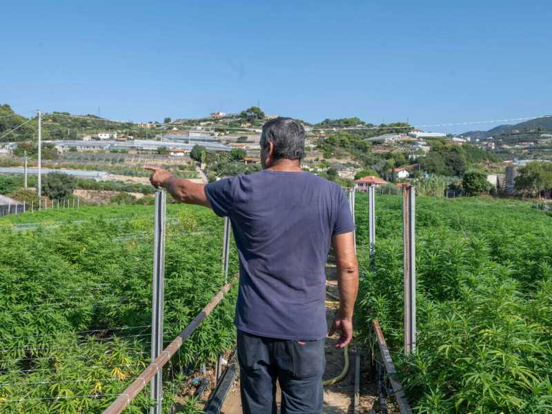 Il Tar del Lazio blocca (di nuovo) il governo sulla Cannabis light