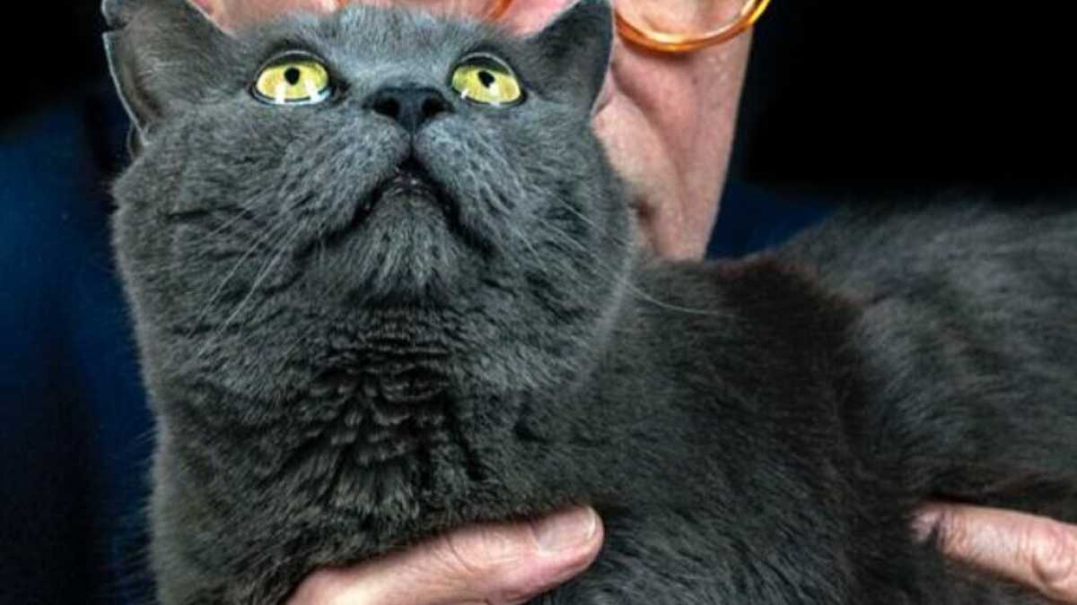 Immagine di Vittorio Feltri in lode dei gatti: “Almeno loro ti amano senza rompere”
