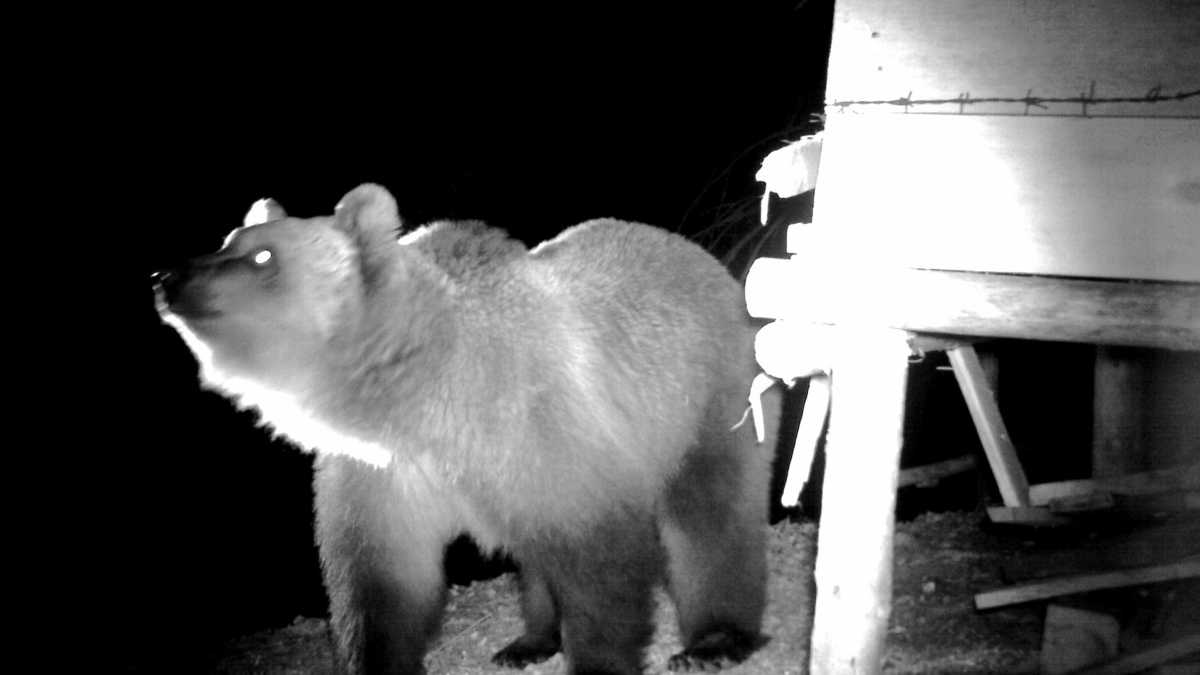 Immagine di Non è un paesaggio per teddy bear: la doppia faccia (e minaccia) degli orsi